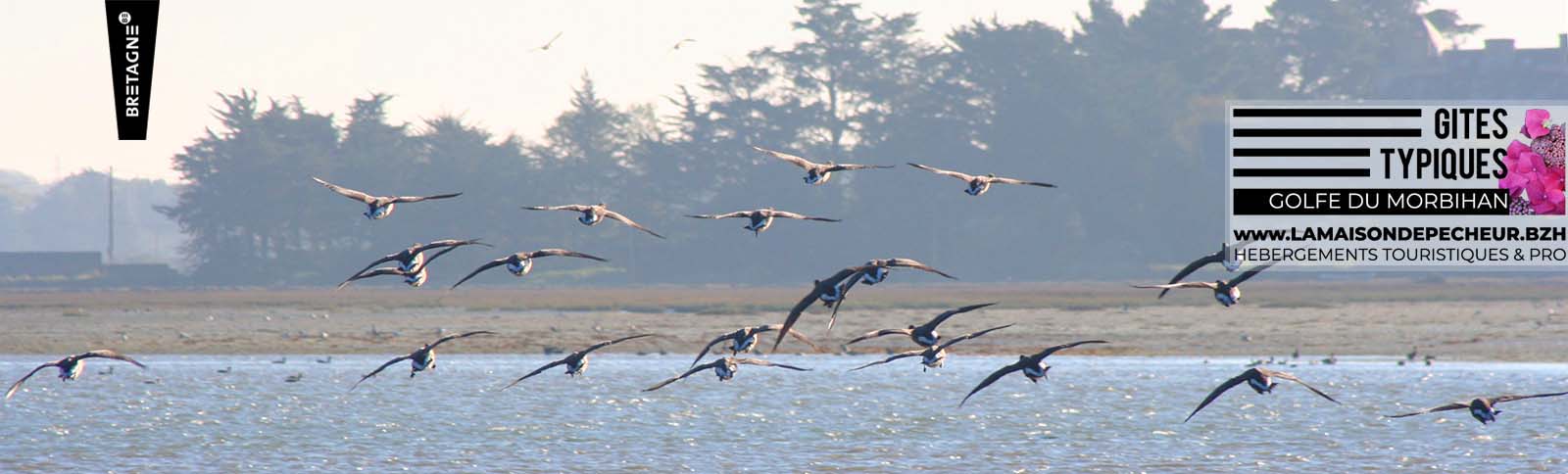Les oies bernaches dans la baie de Bilherbon à proximité des Gîtes Typiques Golfe du Morbihan